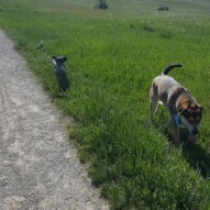 Alara & Samson #packwalksyyc #dogwalking