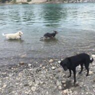 Kia, Sarge & Buddy