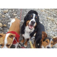Sniper, Nelson & Oliver #packwalksyyc #yyc #dogwalking