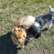 Wiley & Alara #packwalksyyc #dogwalking