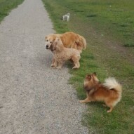 Fozzy, finnigan, Teddy & Wiley #packwalksyyc #dogwalking #yyc