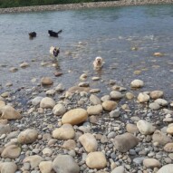 Teela, Oliver, Piper & Taz #packwalksyyc #yyc #dogwalking