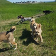 Samson, fozzy, finnigan, knute & Pepsi #packwalksyyc #dogwalking
