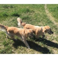 Brother & Sister: Guinness & Bebe
