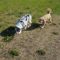 Quinn & Fozzy #packwalksyyc #dogwalking #yyc