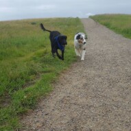 Cao & Quinn #packwalksyyc #yyc #dogwalking