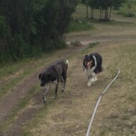 Best buddies: Piper & Storm