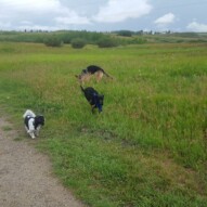 Ace, Cao & Bailey #packwalksyyc #yyc #dogwalking