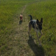 Bailey & Clark #packwalksyyc #yyc #dogwalking