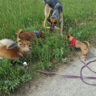 Bailey, Wiley, Lois & Clark! #packwalksyyc #dogwalking #yyc