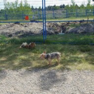 Wiley & Ruby #packwalksyyc #dogwalkingyyc