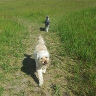 Taz, Paco & Teddy #packwalksyyc #dogwalking #yyc