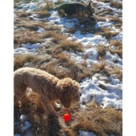 Bailey chose a stick over her ball… good thing fozzy got it #packwalks #yycdogwalking