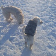 Sydney & Taz #calgarydogwalker #calgarypackwalks