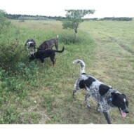 Vin, Piper, Baxter & Storm #dogwalkingyyc, #packwalkscalgary #calgarydogwalker