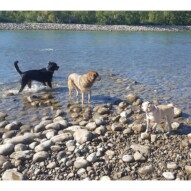 Nero, Samson & Piper #yycdogwalking