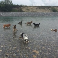 Nikki & Gillian's packs #yycdogwalkers #calgarydogwalkers #packwalkscalgary