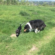 Molly & Storm #allbreedsallsizes #yycdogwalker