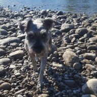 Paco #yycdogwalking