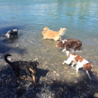 Baxter, Wallace, Waylon, Guinness, Bebe & Sarge #calgarypackwalks #yycdogs