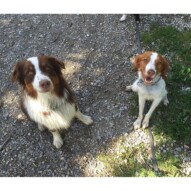 Brothers: Wallace & Waylon #yycdogwalkers #packwalkscalgary