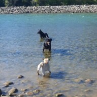 Piper, Nero & Teela #yycdogwalking
