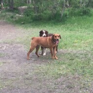 Best friends: River & Waylon #dogwalksyyc #calgarydogwalkers