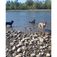 Nero, Teela & Samson #yycdogwalking