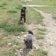 The little guys: Sophie & Baxter #allbreedsallsizes, #yycpackwalks #calgarydogwalkers