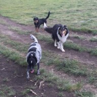 Vin, Storm & Baxter #allbreedsallsizes #dogwalkingyyc #packwalksyyc