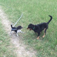Best buddies: Molly & Baxter #allbreedsallsizes #calgarydogwalks