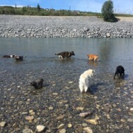 Friday's pack, cooling off in the river #calgarydogs #southwestdogwalker, #calgarydogwalkers