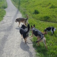 Bailey, Teela, Samson, Alara &  Clark #yycdogwalking