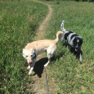 Luke & Vin #calgarydogwalks #packwalkscalgary