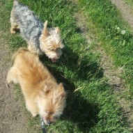 Oliver & Ruby #yycdogwalking