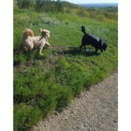 Pepsi and fozzy #yycdogwalking