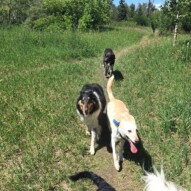 Luke, Storm & Piper #packwalkscalgary #dogwalkingyyc