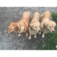 Molly, Guinness & Bebe #yycdogs #calgarydogwalkers #yycpackwalks