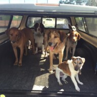 Morning pack #packwalkscalgary #yycdogwalkers