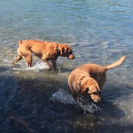 River & Molly #yycdogs #calgarydogwalks