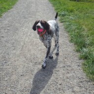 Knute stole Baileys ball #yycdogwalking