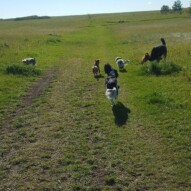 Ruby, Alara, Lois, Clark, Teddy & Teela #yycdogwalking