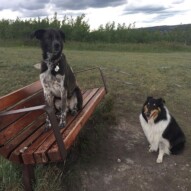 Piper & Storm, taking a break on our walk #dogwalkers #calgarydogs #yycdogs