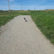Teddy and the whole park to himself  #yycdogwalking