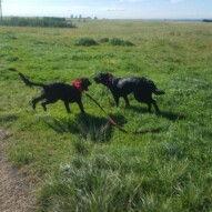 Cao & Pepsi #yycdogwalking