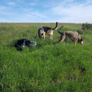 Alara, Bailey & Samson #yycdogwalking