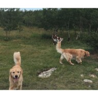 Guinness, Bebe, Wallace & Waylon #southwestdogwalker #packwalksyyc #calgarydogwalker