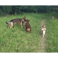 Gander, Waylon & Wallace #calgarydogs #calgarydogwalkers #packwalksyyc
