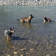 Sarge, Gander & Waylon #calgarydogwalkers #packwalkscalgary