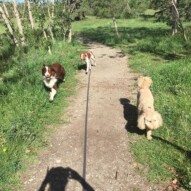 Abby, Wallace & Waylon #calgarydogwalkers #yycdogwalkers